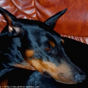 Photo de Dobermann