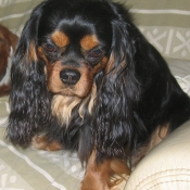 Photo de Cavalier king charles spaniel