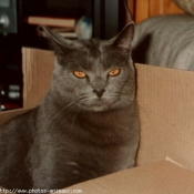 Photo de Chartreux