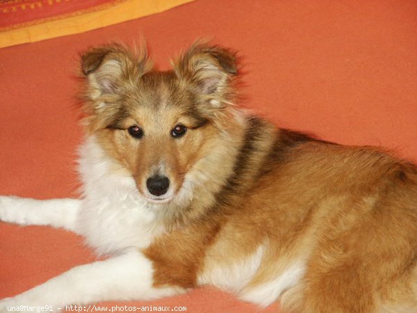 Photo de Chien de berger des shetland