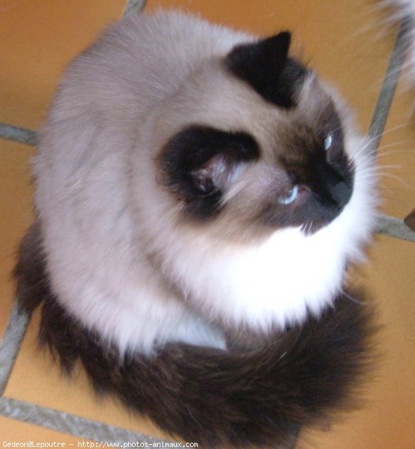 Photo de Sacr de birmanie