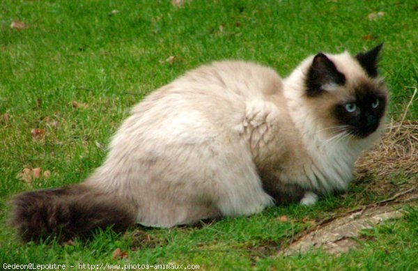 Photo de Sacr de birmanie