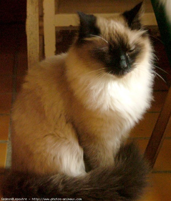 Photo de Sacr de birmanie