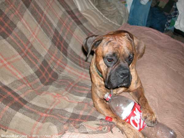 Photo de Boxer