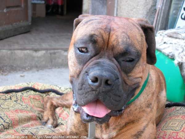 Photo de Boxer