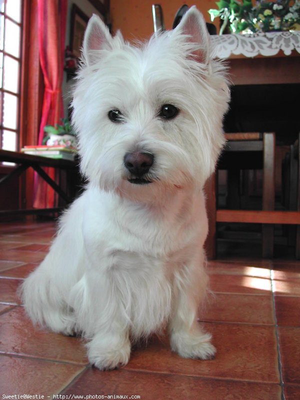 Photo de West highland white terrier