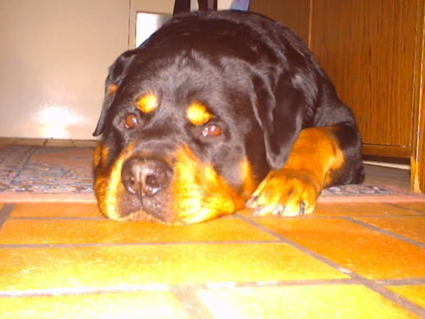 Photo de Rottweiler