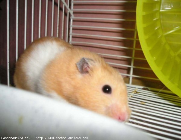 Photo de Hamster