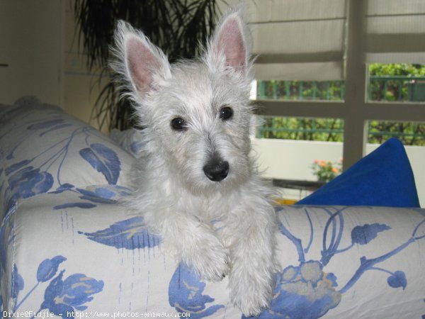 Photo de West highland white terrier