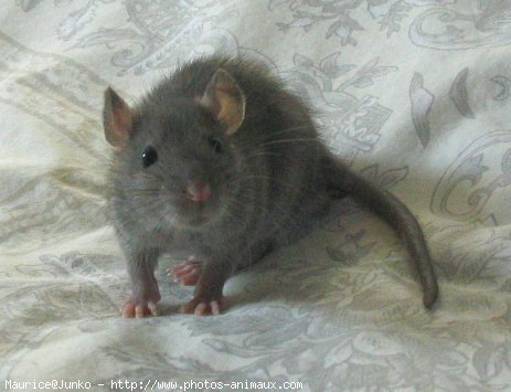 Photo de Rat