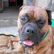 Photo de Boxer