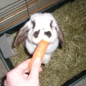 Photo de Lapin