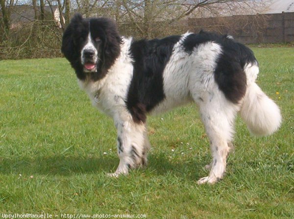 Photo de Landseer (type continental europen)