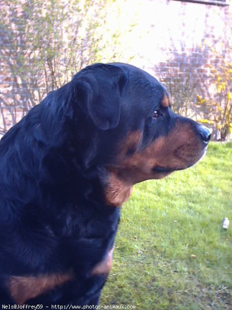 Photo de Rottweiler