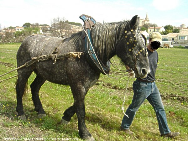 Photo de Percheron