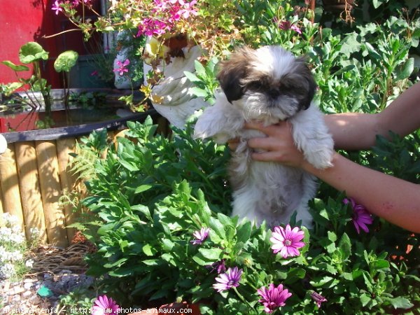 Photo de Shih tzu