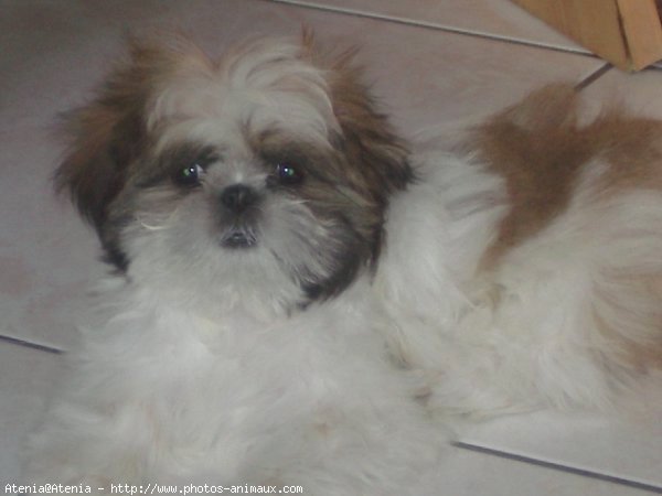 Photo de Shih tzu