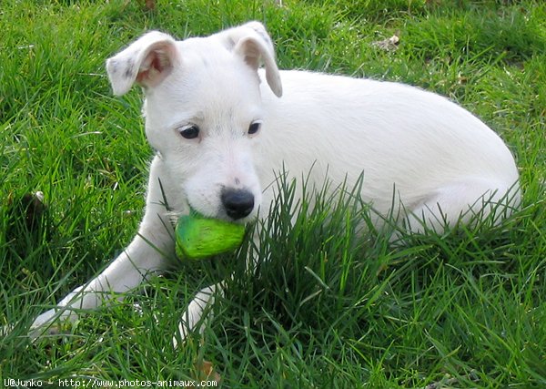 Photo de Parson russell terrier