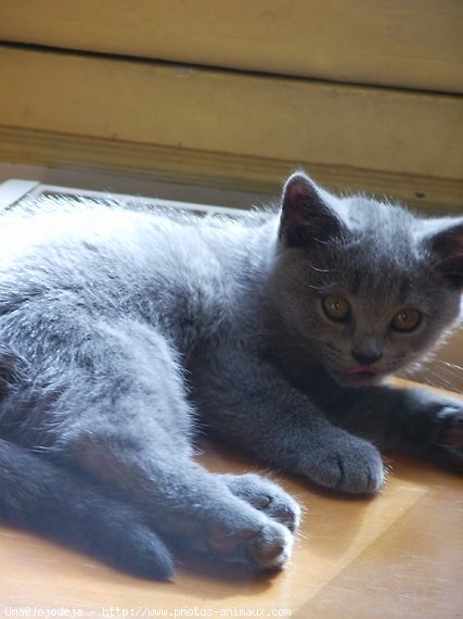 Photo de Chartreux