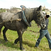 Photo de Percheron