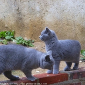 Photo de Chartreux