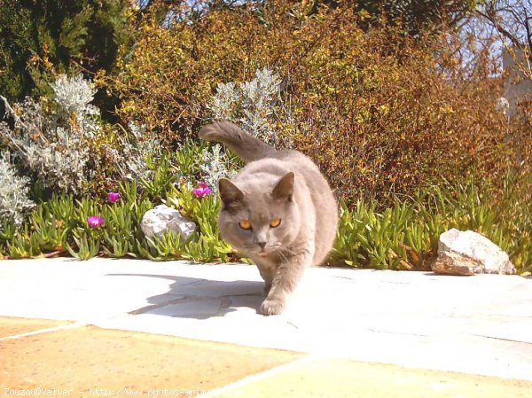 Photo de Chartreux