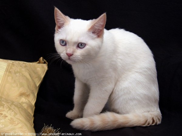 Photo de British shorthair