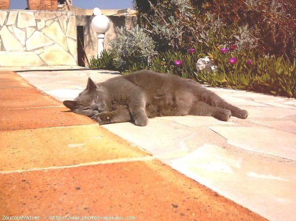 Photo de Chartreux