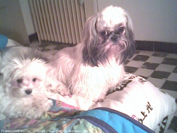 Photo de Shih tzu