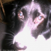 Photo de Border collie