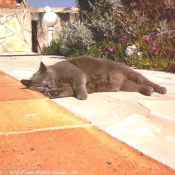 Photo de Chartreux