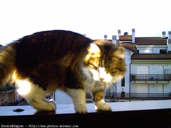 Photo de Maine coon