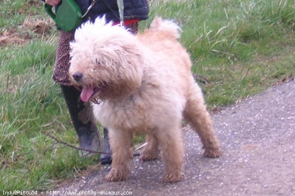 Photo de Caniche moyen