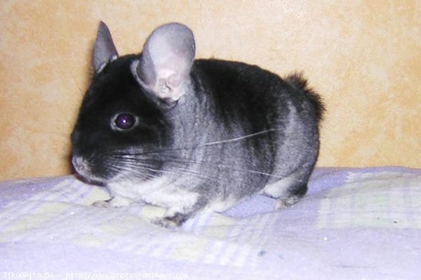 Photo de Chinchilla