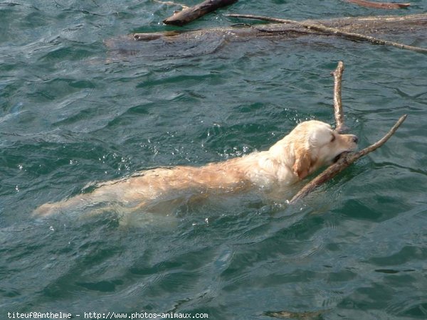 Photo de Golden retriever