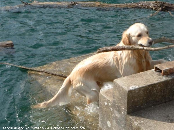 Photo de Golden retriever