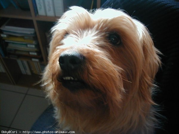 Photo de Yorkshire terrier