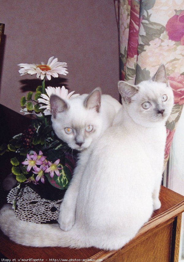 Photo de British shorthair