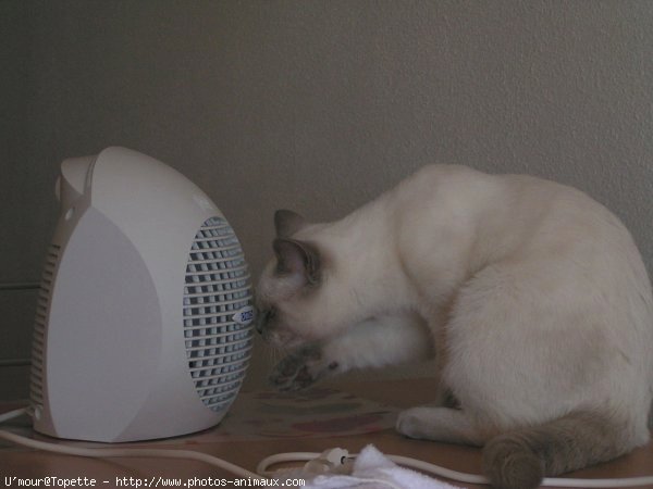 Photo de British shorthair