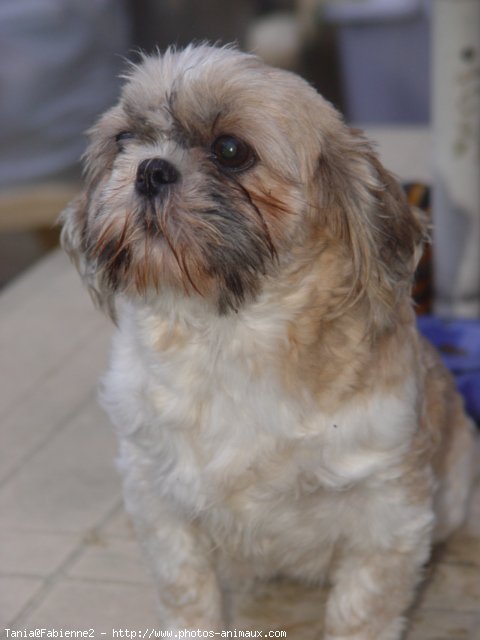 Photo de Shih tzu