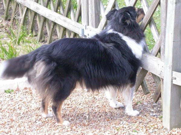 Photo de Chien de berger des shetland