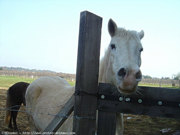 Photo de Camargue