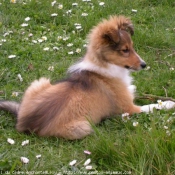 Photo de Chien de berger des shetland