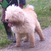 Photo de Caniche moyen