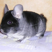 Photo de Chinchilla