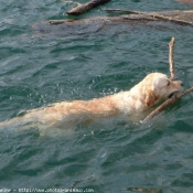 Photo de Golden retriever