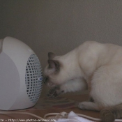 Photo de British shorthair