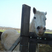 Photo de Camargue