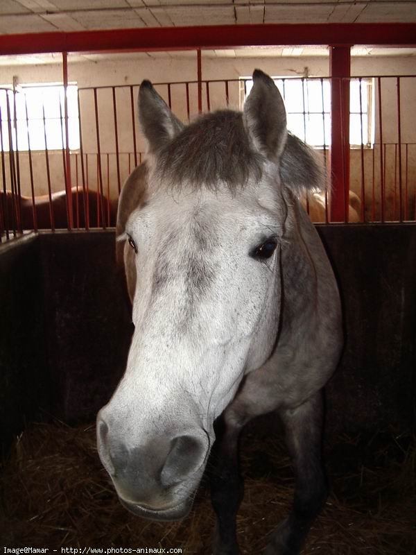 Photo de Camargue