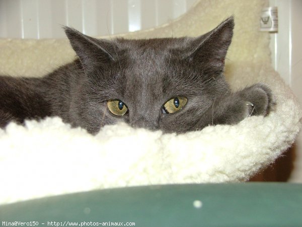 Photo de Chartreux